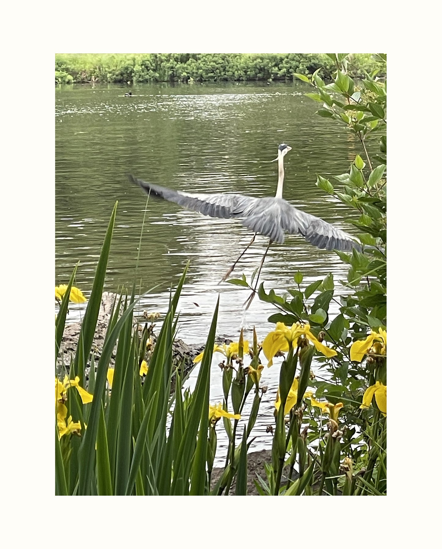 Fabric Collage Art - Great Blue Heron